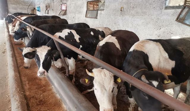 Kurban Bayramı Öncesi Kahramanmaraş Hayvan Pazarlarında Yoğunluk