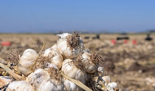 Türkiye’nin Sarımsak Üssü Kahramanmaraş: Yıllık Üretim 17 Bin Ton!