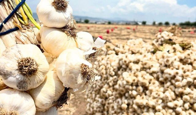Kahramanmaraş'ta Sarımsak Hasadı Başladı! 15 Bin Tonluk Dev Rekolte Bekleniyor