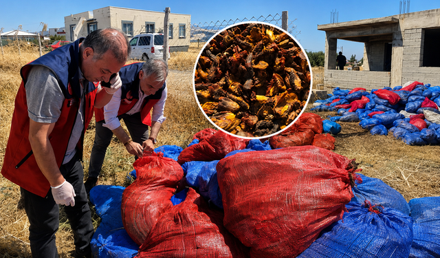 Kahramanmaraş'ta Gıda Skandalı! Tonlarca Domates Kurusu İmha Edildi