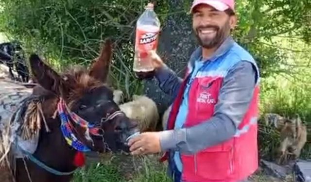 Kahramanmaraş'ta Sıra Dışı Dostluk! 'Vefalı Güllü' İlgi Odağı Oldu