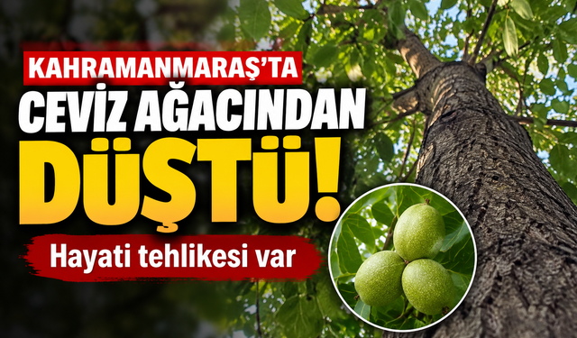 Kahramanmaraş’ta Ceviz Ağacından Düştü: Ağır Yaralandı!