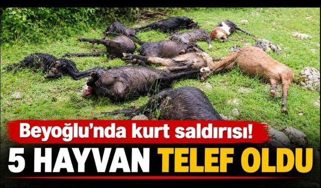 Kahramanmaraş Türkoğlu’nda Kurt Saldırısı Dehşeti: 1 Buzağı ve 4 Keçi Telef Oldu!