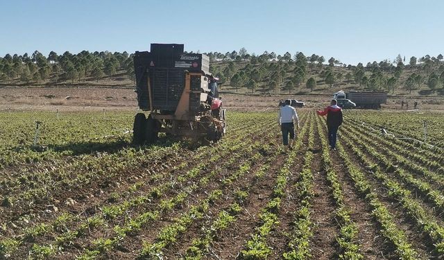 Kahramanmaraş Ovalarında Tatlı Hasat Telaşı: Tarladan Fabrikaya Sevkiyat Başladı