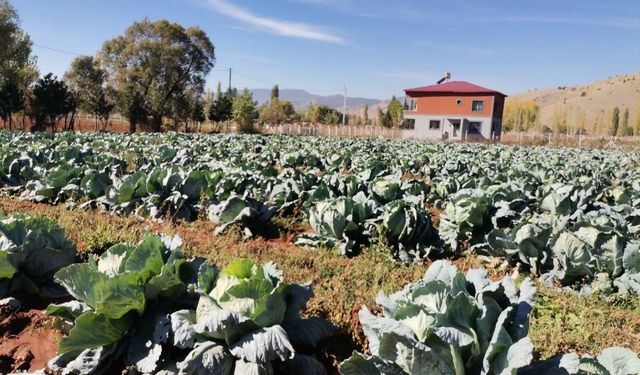 Görenler Gözlerine İnanamıyor! Kahramanmaraş’ta 50 Kiloluk Dev Lahanalar Tarladan Çıktı