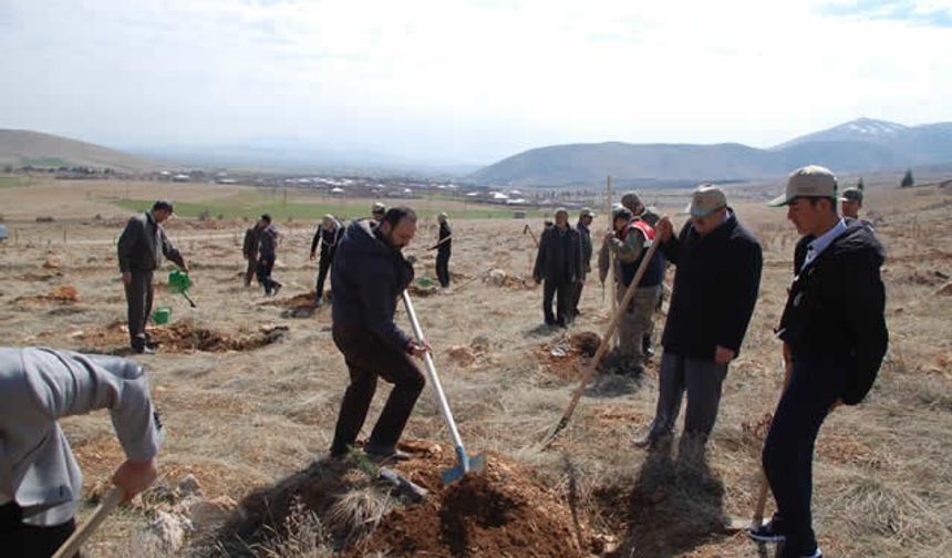 Arıtaş ağaçlandırma sahasına bin çam fidanı dikildi