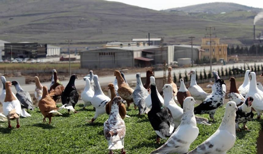 Fabrikatörün güvercin sevgisi