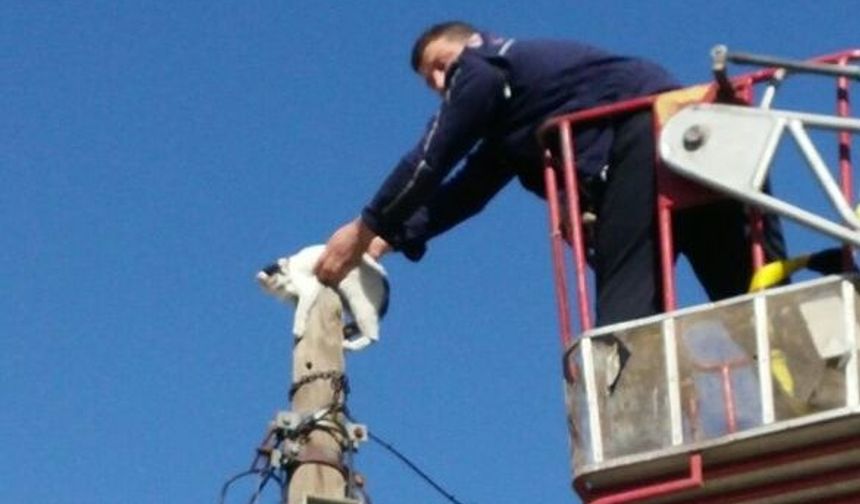 Köpekten kaçarken direğe çıkan kedi, itfaiye tarafından kurtarıldı