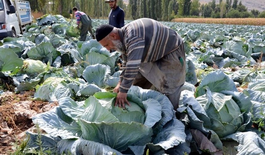 Dev lahanaların hasadına başlandı