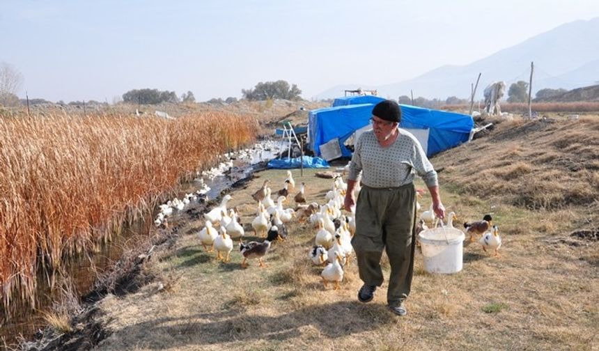 Kahramanmaraş'ta 70 yaşında organik ördek çiftliği kurdu