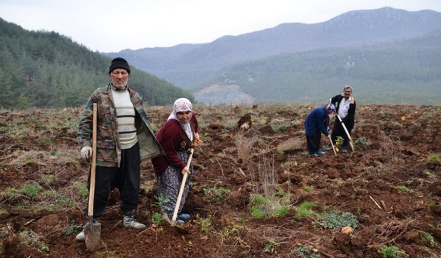 Kahramanmaraş'ta trüf mantarı bahçesi kuruldu