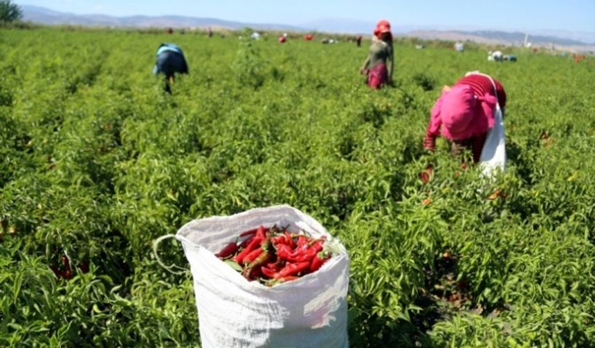 Kahramanmaraş'ta acı hasat başladı