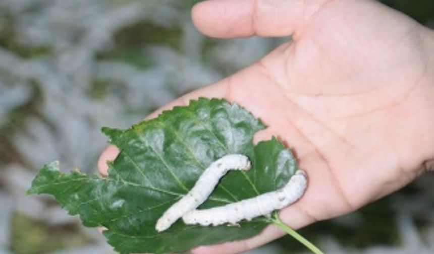 Kahramanmaraş'ta  ipek böcekçiliği yapılmaya başlandı