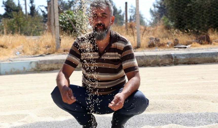 Kuş yemini korumak için torpil tabancası yaptılar