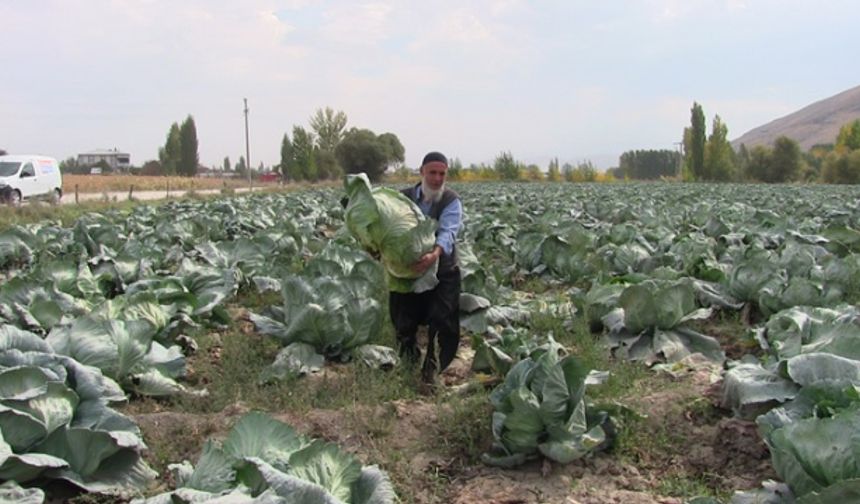 Elbistan lahanası için coğrafi işaret çalışması başlatıldı