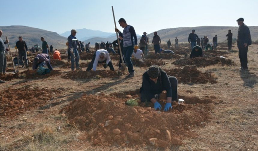 Kahramanmaraş'ta mahalleli çöplük alanı ormana dönüştürüyor