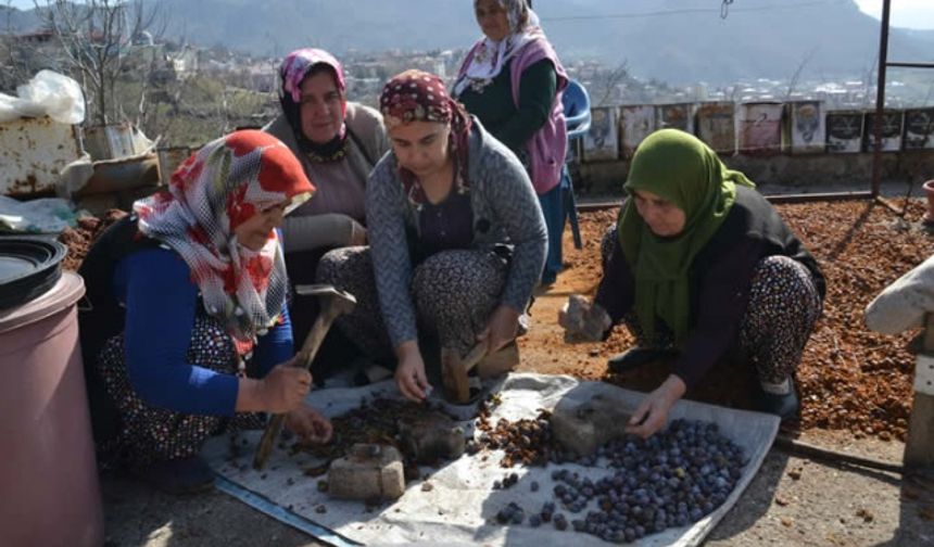 Andız kozalakları lezzete dönüştürülüyor - Andız Pekmezi