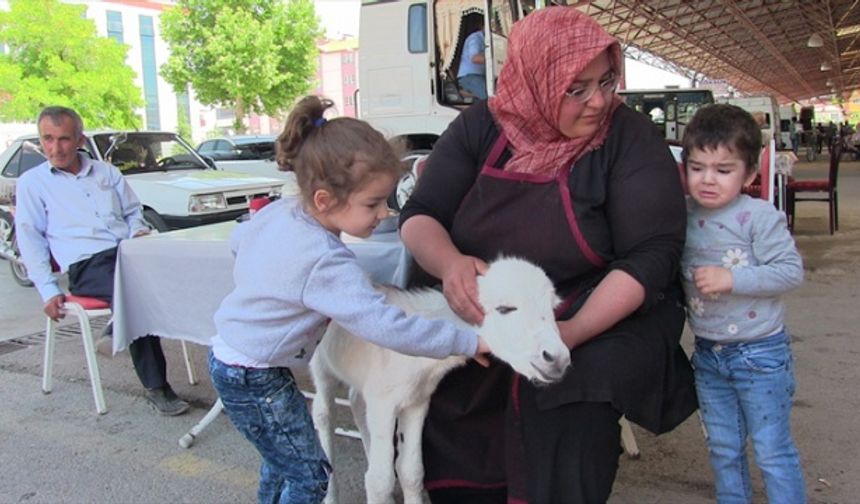 Çöplükte ölüme terk edilen sıpa biberonla besleniyor