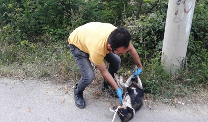 Kahramanmaraş'ta tüfekle ateş edilen köpek yaralandı