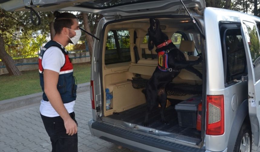 Kahramanmaraş  İl Jandarma Komutanlığı narkotik köpeği 'Safir' uyuşturucuya geçit vermiyor!