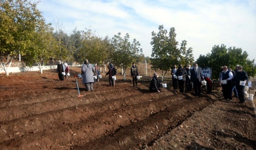 Kahramanmaraş'ta salep hasadına başlandı!