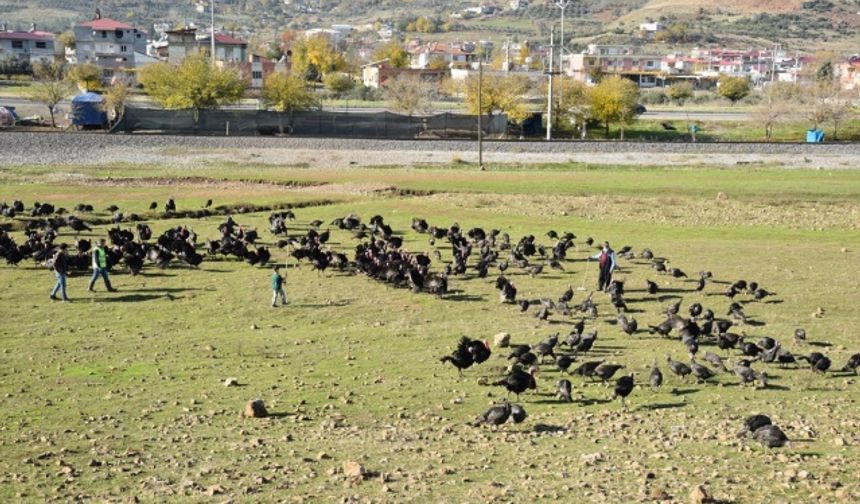 Kahramanmaraş'ta hindi satışları başladı!