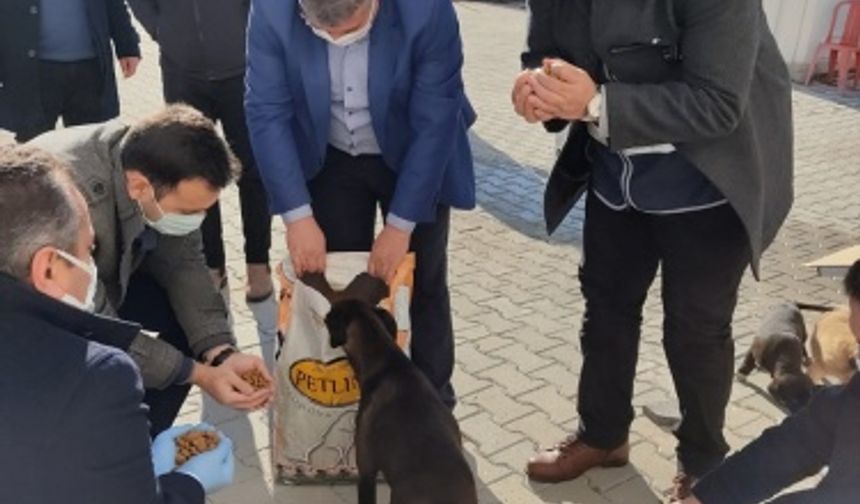 Kahramanmaraş'ta sokakta aç kalan hayvanlara yem bırakıldı!