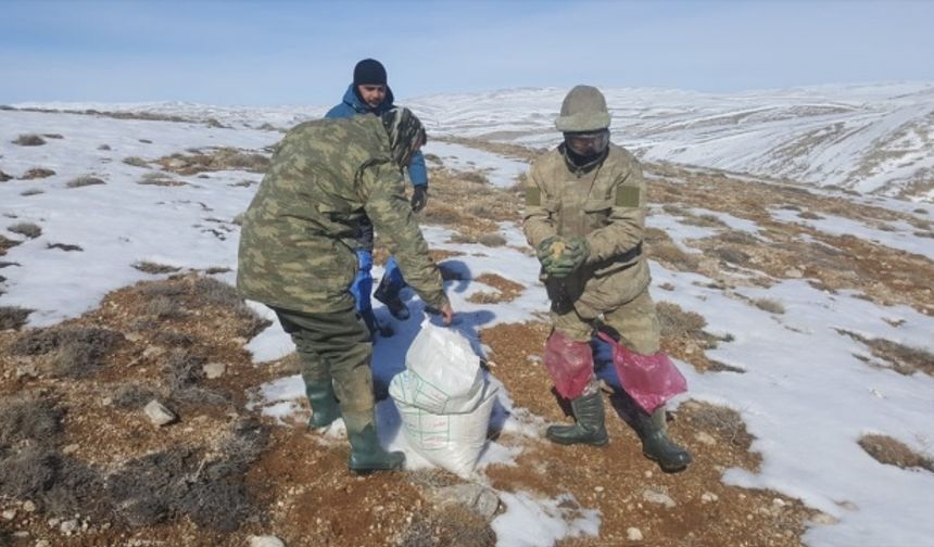 Kahramanmaraş'ta, gönüllü kişiler tarafından doğaya yem bırakıldı!