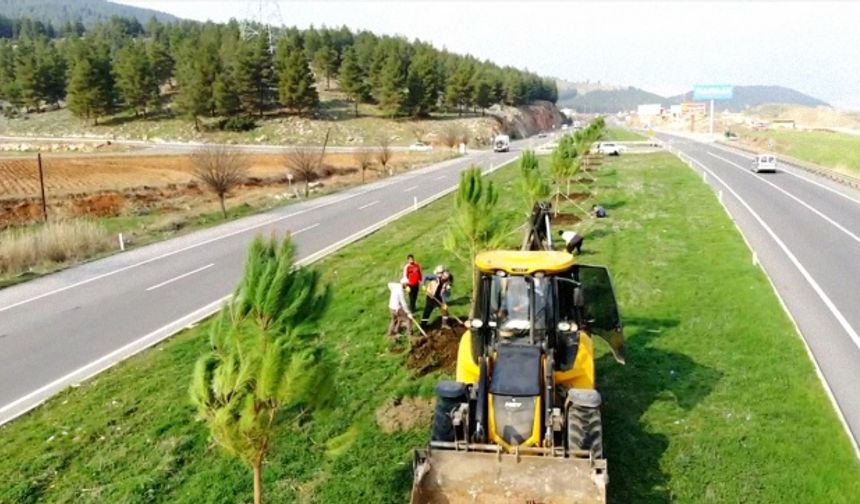 Kahramanmaraş'ta refüjlere fidan dikildi!