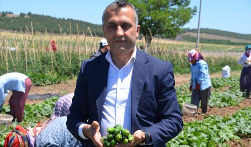 Kahramanmaraş'ta asırlık tohumlar toprakla buluştu!