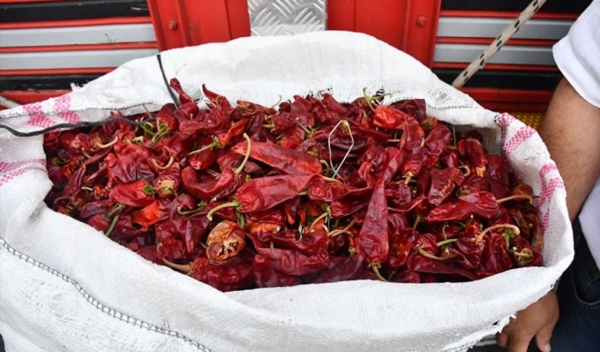 Kahramanmaraş'ta 'Maraş biberi' satışa sunuldu!