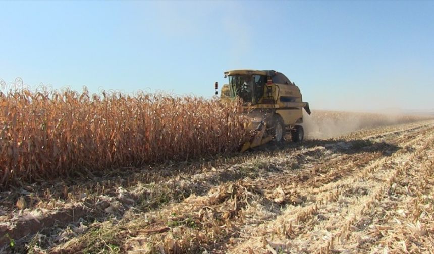 Kahramanmaraş'ta 26 ülkeye mısır ihracatı