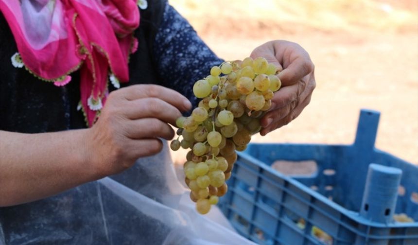 Kahramanmaraş'ta hasadı devam eden üzümler pekmeze dönüştürülüyor!