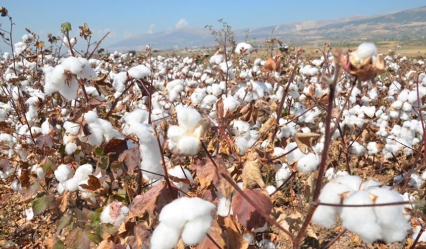 Kahramanmaraş'ta pamuk hasadı devam ediyor!