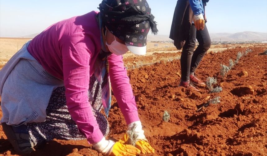 Kahramanmaraş'ta 7 ülkeye lavanta ihracatı yapılmayı hedefleniyor!