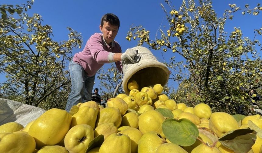 Kahramanmaraş'ta yetişen ayva bir çok ülkeye ihraç ediliyor!