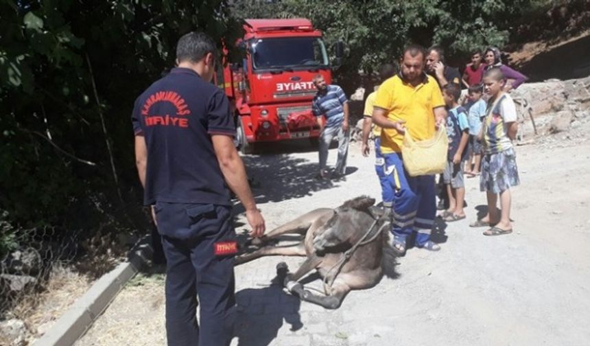 Ölmek üzere olan atın imdadına itfaiye yetişti