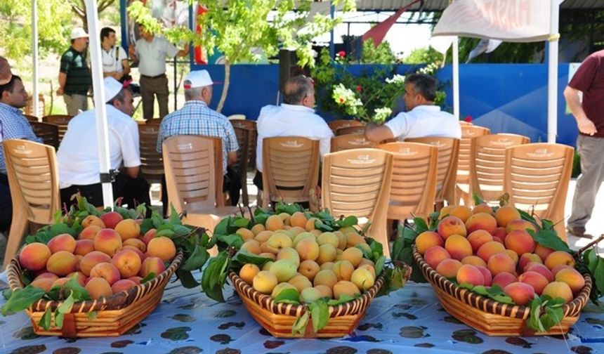 Elbistan kayısısının tanıtımı için ilk kapsamlı adım atıldı