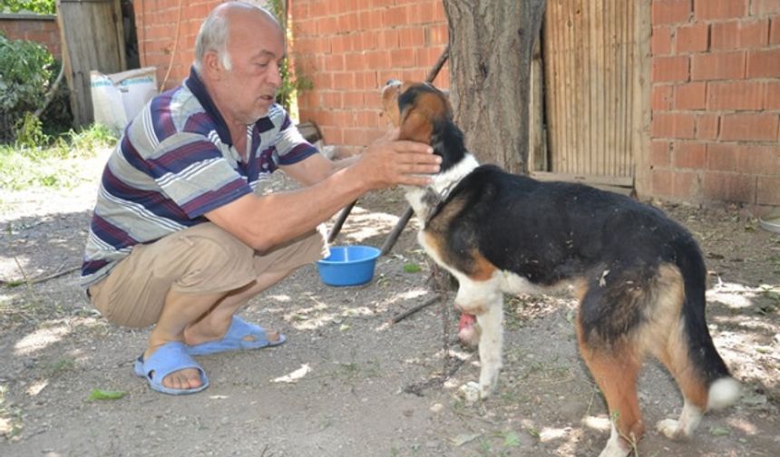 Yaban hayvanlarının yaraladığı av köpeğine şefkat eli uzandı