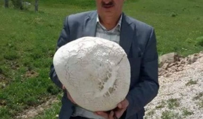 Elbistan'da 5 kilo ağırlığında mantar bulundu