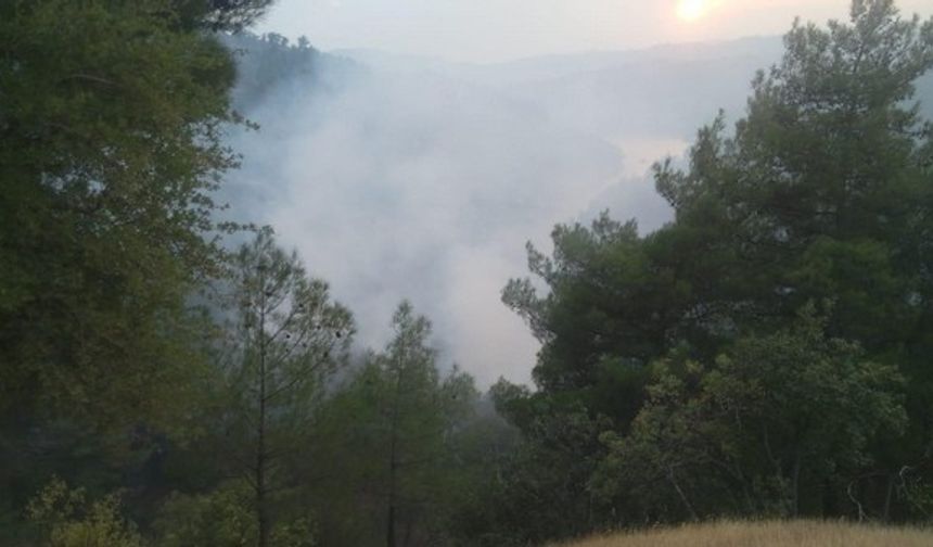 Madde bağımlıları Kahramanmaraş ormanlarını yok ediyor