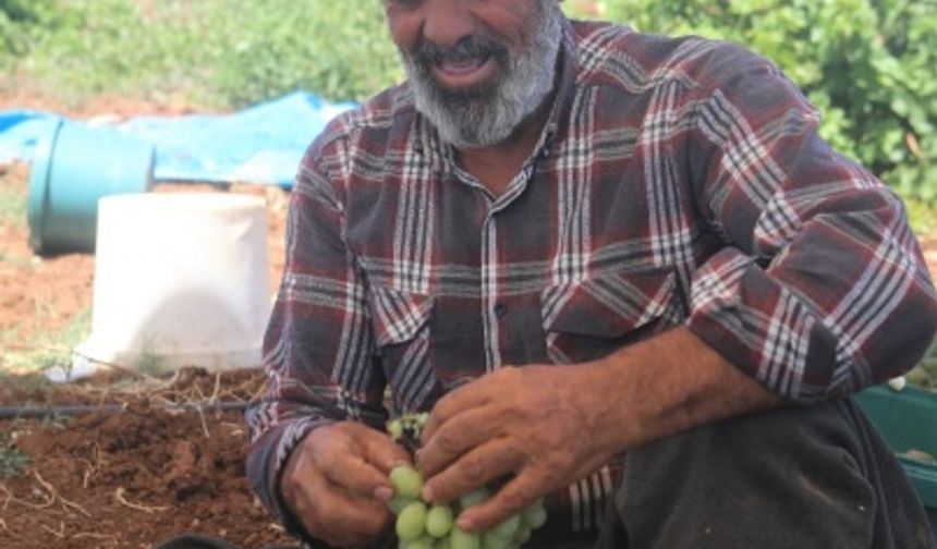 Kahramanmaraş'ta üzüm hasadı başladı!