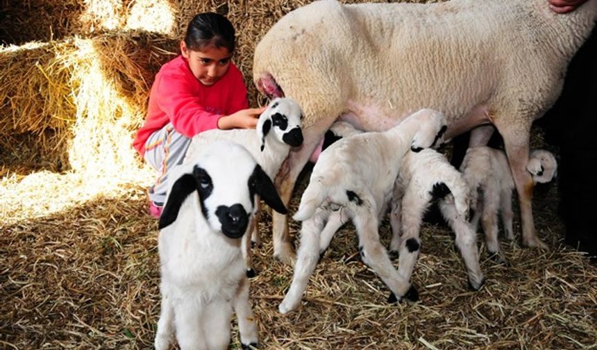 Osmaniye'de koyun beşiz doğurdu