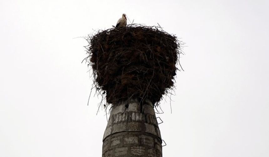 Minaredeki 55 yıllık leylek yuvası köyün simgesi oldu