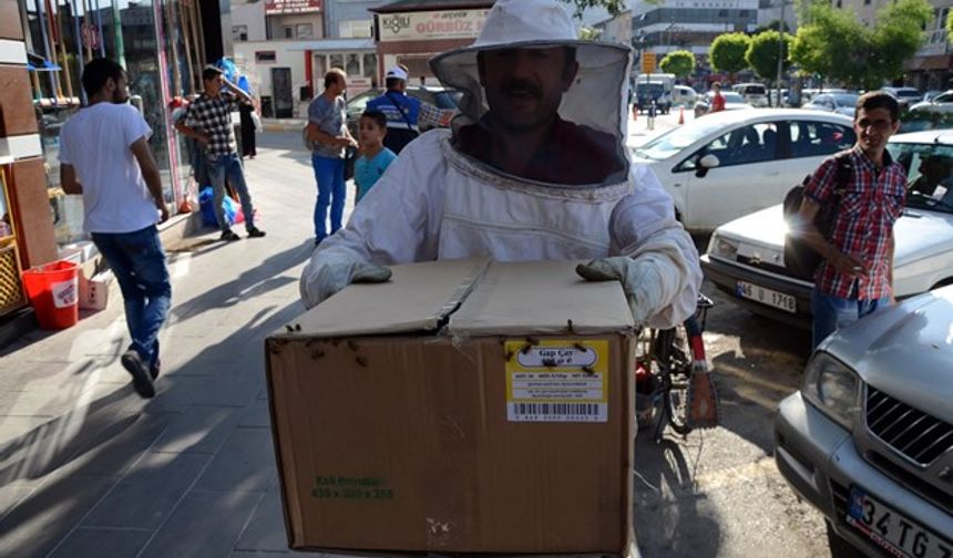 Kovanlarını terk eden arılar caddeyi sardı