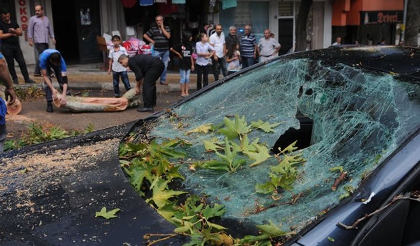 Çınar ağacı otomobilin üzerine devrildi