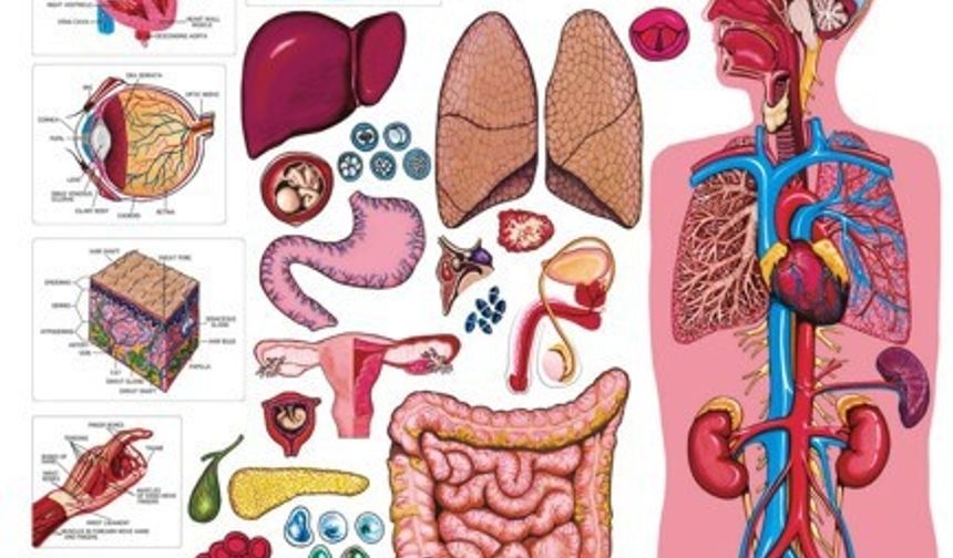 Vücudun yaşamak için ihtiyaç duymadığı 4 organ