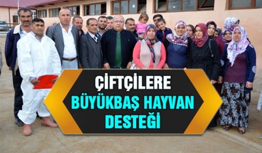 Çiftçilere büyükbaş hayvan desteği