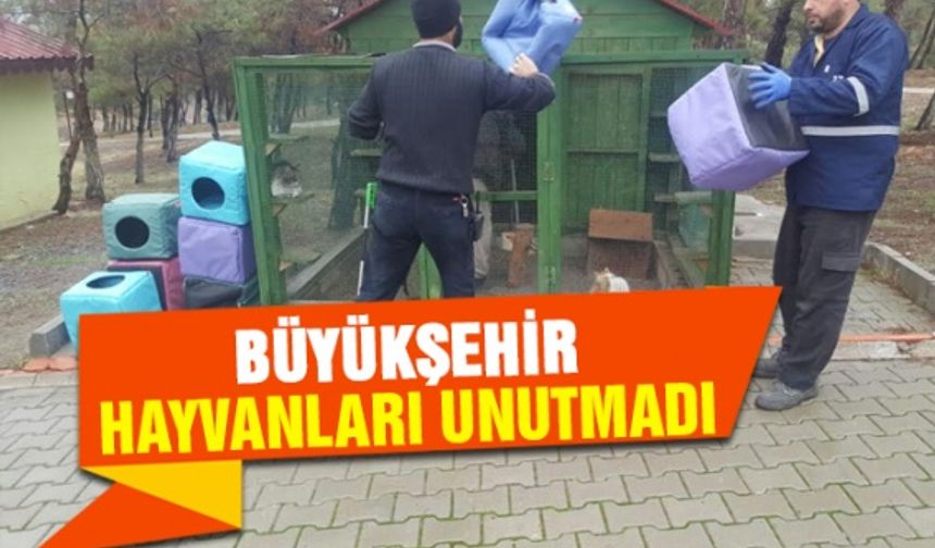 Kahramanmaraş Büyükşehir sokak hayvanlarını soğuktan koruyor