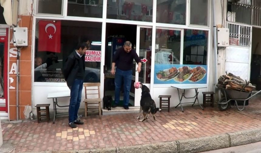 'Karakız' adlı sokak köpeğinin yavrularına ilgisi